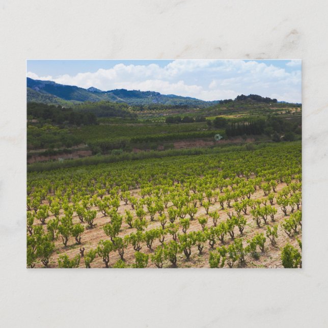 Carte Postale moulin à vent ; verger de pécan ; cychyriques ; co (Devant)