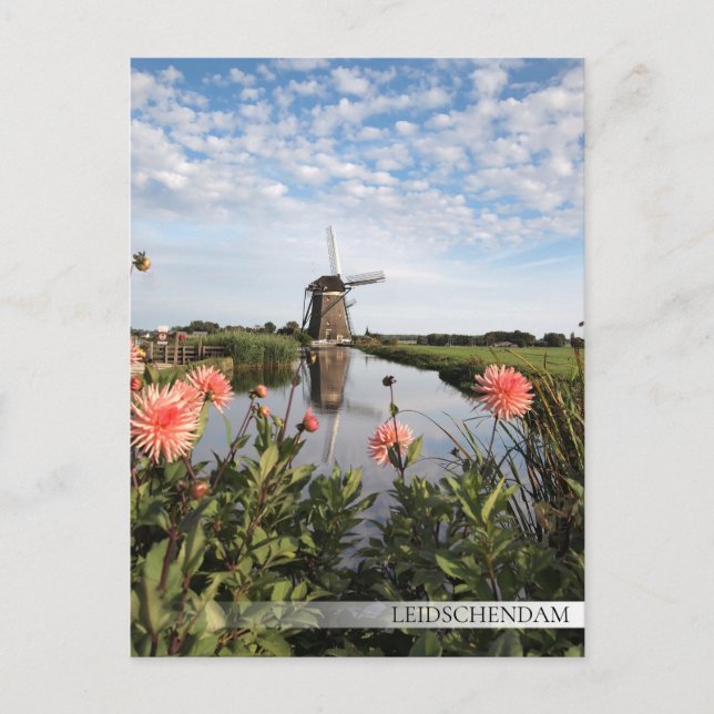 Carte Postale Moulin à vin et fleurs en Leidschendam (Devant)