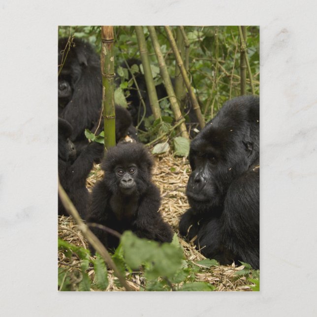 Carte Postale Mountain Gorilla, adult with young (Devant)