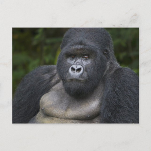 Carte Postale Mountain Gorilla and Silverback (Devant)