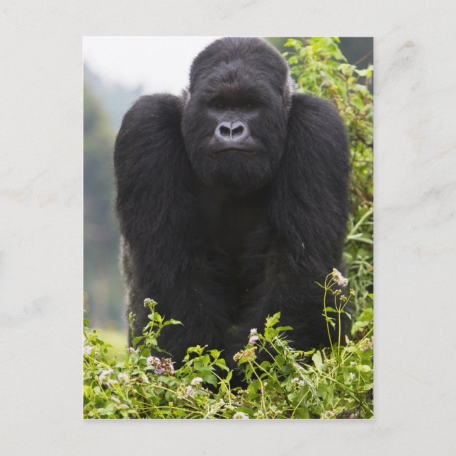 Carte Postale Mountain Gorilla and Silverback (Devant)