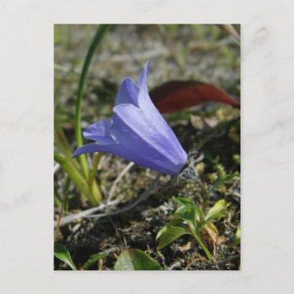 Carte Postale Mountain Harebell, île de l'Unalaska