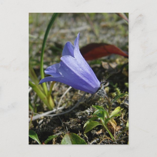 Carte Postale Mountain Harebell, île de l'Unalaska (Devant)