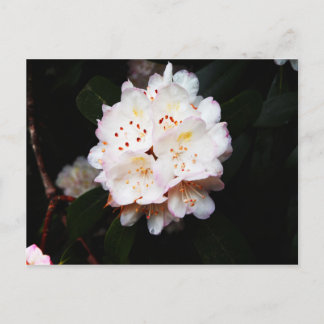Carte Postale Mountain Laurel