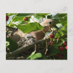 Carte Postale Mourning Dove and Baby Nesting in Mulberry Tree