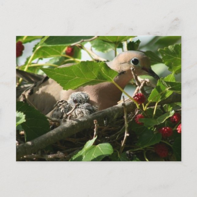 Carte Postale Mourning Dove and Baby Nesting in Mulberry Tree (Devant)