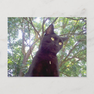 Carte Postale Mouschi