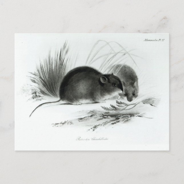 Carte Postale Mouse, Tierra del Fuego, South America c.1832-36 (Devant)