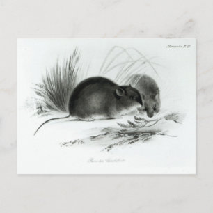 Carte Postale Mouse, Tierra del Fuego, South America c.1832-36