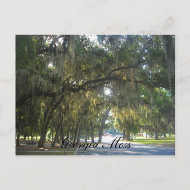 Carte Postale Mousse de la Géorgie (Devant)