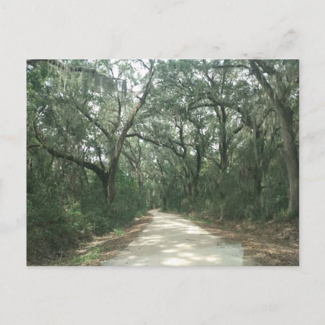 Carte Postale Mousse espagnole, comté de Georgetown, SC (Devant)