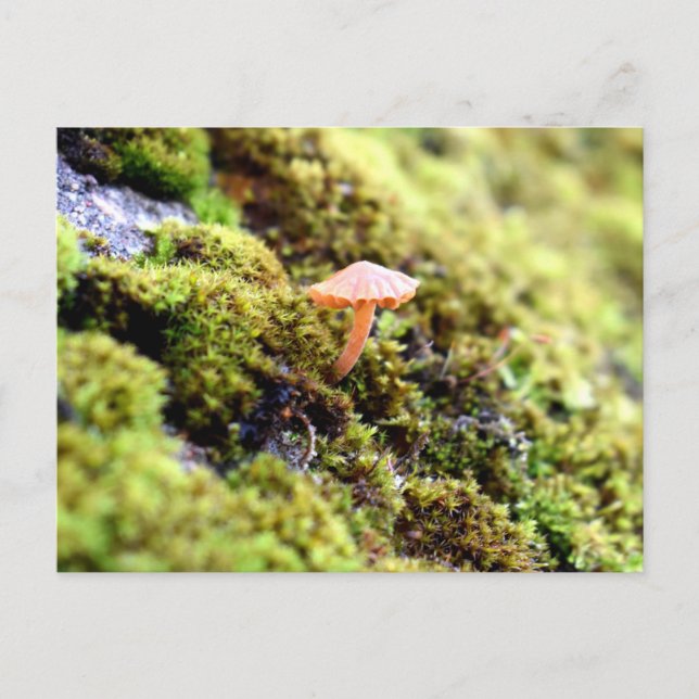Carte Postale Mousses et lichens avec de minuscules champignons (Devant)
