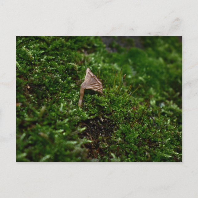 Carte Postale Mousses et lichens avec de minuscules champignons (Devant)
