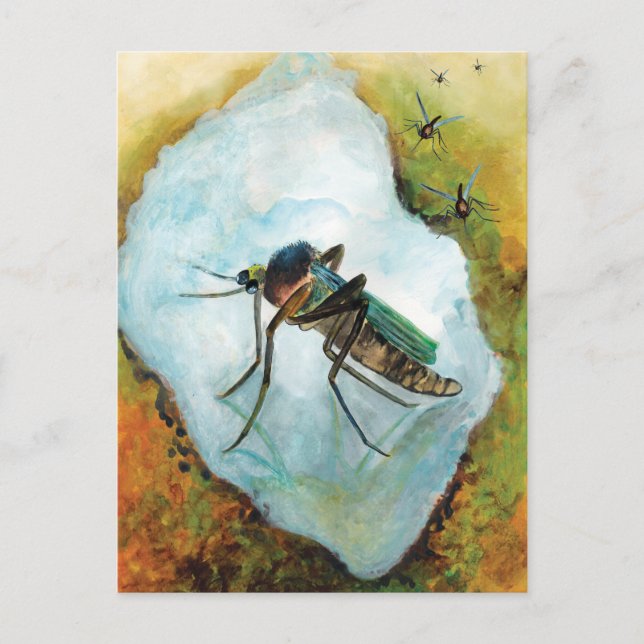 Carte Postale Moustique agaçant plaisir été (Devant)