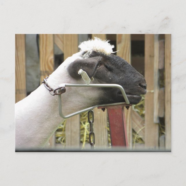 Carte Postale Mouton (Devant)