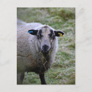 Carte Postale Mouton