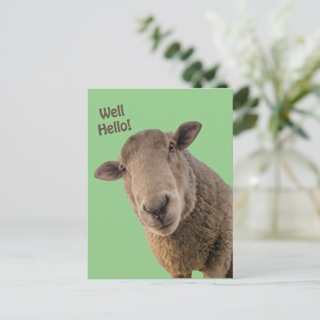 Carte Postale Mouton (Debout devant)