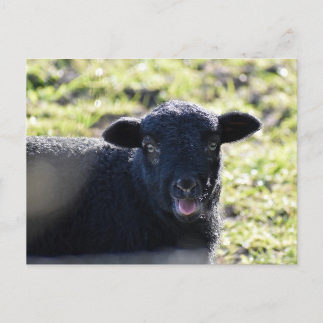 Carte Postale Mouton (Devant)
