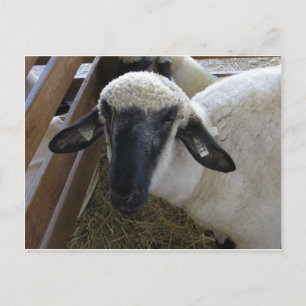 Carte Postale Mouton