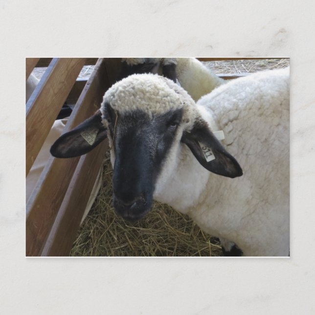 Carte Postale Mouton (Devant)