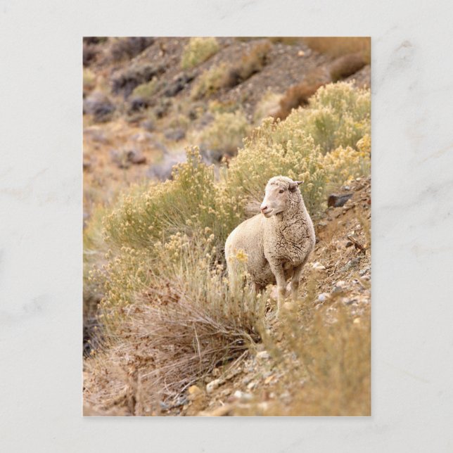 Carte Postale Mouton (Devant)