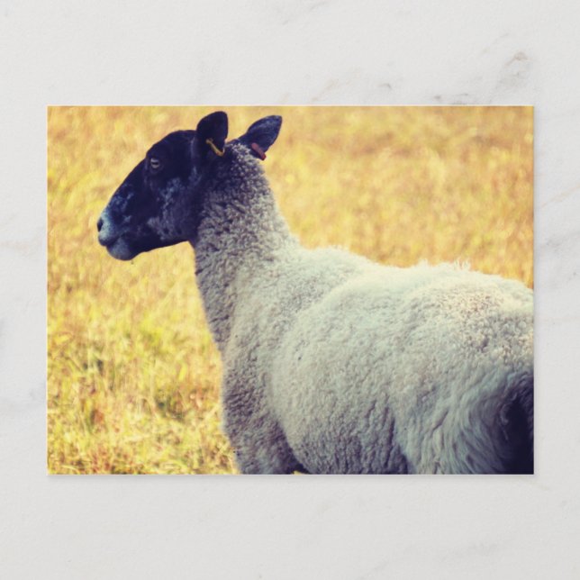 Carte Postale Mouton (Devant)
