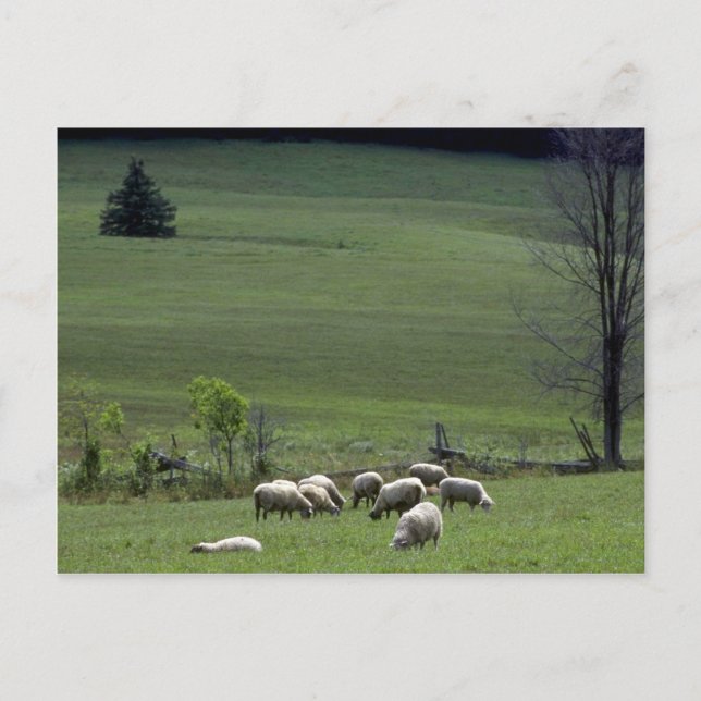 Carte Postale Mouton (Devant)
