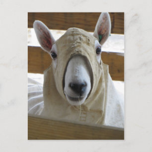 Carte Postale Mouton à capuchon 1
