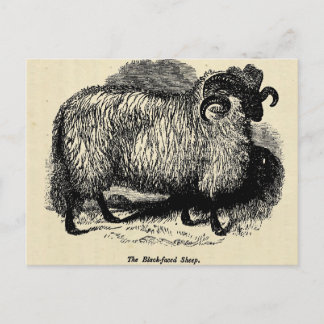 Carte Postale Mouton à face noire