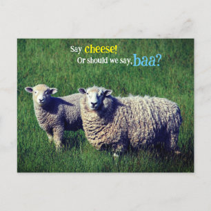 Carte Postale Mouton avec agneau dans prairie herbeuse