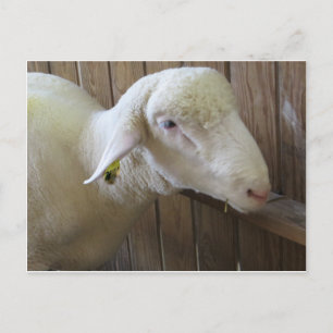 Carte Postale Mouton Avec Paille