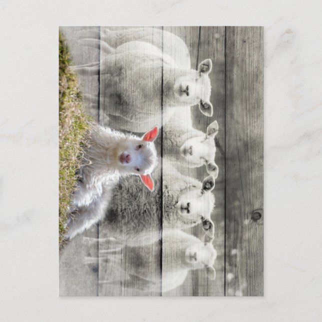 Carte Postale Mouton d'agneau de bébé (Devant)