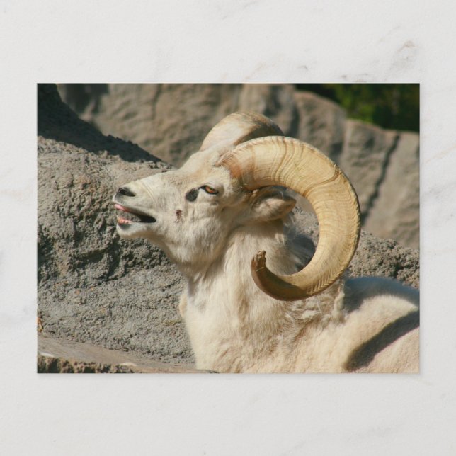 Carte Postale Mouton de Bighorn riant (Devant)