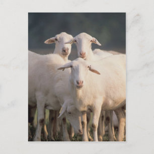 Carte Postale mouton de Sainte-Croix