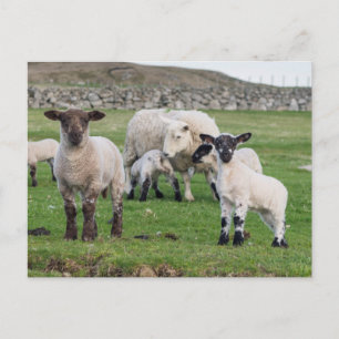 Carte Postale Mouton des Shetland