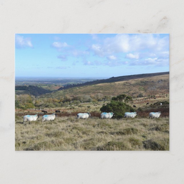 Carte Postale Mouton foncé (Devant)