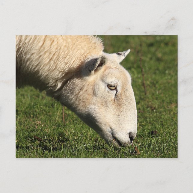 Carte Postale Mouton gallois (Devant)