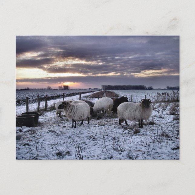 Carte Postale Mouton - Hiver néerlandais (Devant)