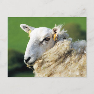 CARTE POSTALE MOUTON MIGNON
