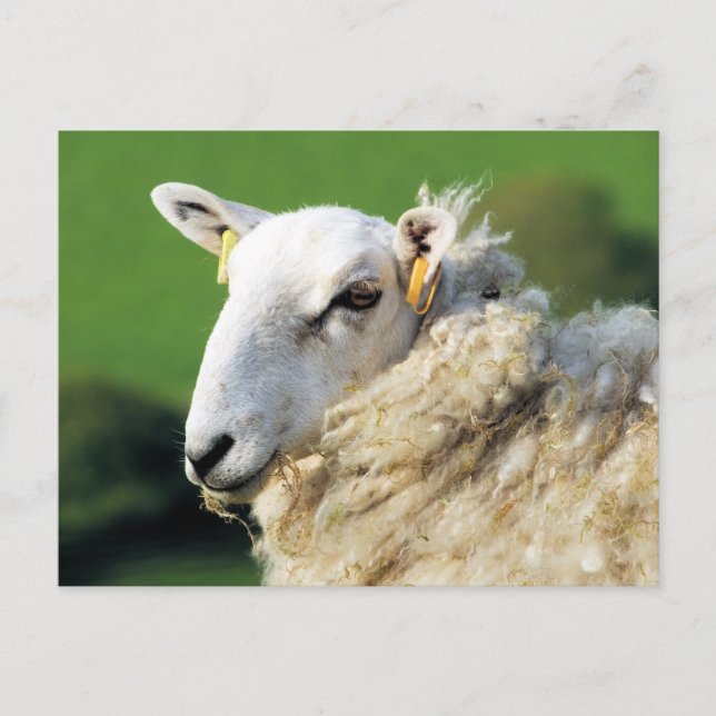 CARTE POSTALE MOUTON MIGNON (Devant)