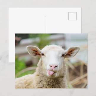 Carte Postale Mouton montrer langue