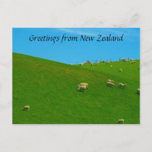 Carte Postale mouton nz