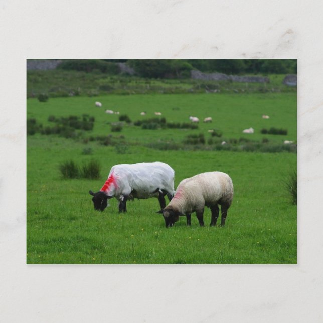 Carte Postale Mouton près de Deerpark Irlande (Devant)