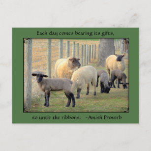 Carte Postale Mouton, Proverbe Amish. Ajouter votr