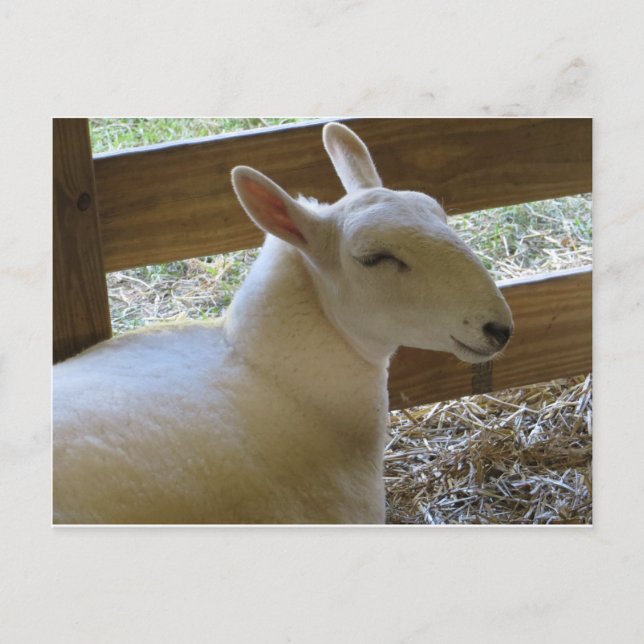 Carte Postale Mouton souriant (Devant)