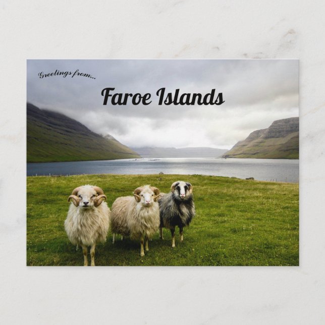 Carte Postale Mouton sur les îles Féroé (Devant)