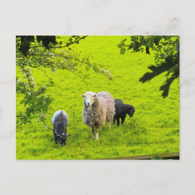 Carte Postale Moutons  (Devant)