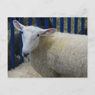 Carte Postale Moutons