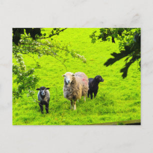 Carte Postale Moutons 