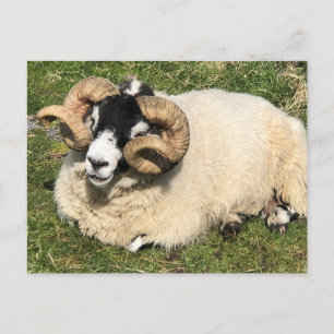 Carte Postale Moutons à cornes frisées. Île d'Islay, Écosse